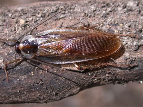 wood roaches in michigan